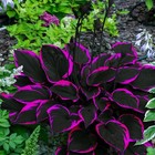 Black Red Hosta Seeds For Planting Grow Easily Hosta Plant Seeds Low Maintenance