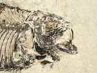 X-ray Bones  50 Million Year Old Knightia Fish Fossil From Wyoming 536gr