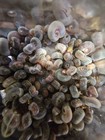 60 Ramshorn Snails  Pea Puffer turtle Feeder  - Assorted Color - Live