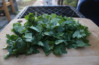 500 Fresh Cilantro coriander Seeds Non-gmo  Usa Seller