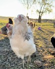 12  Fertile Chicken Hatching Eggs Ameraucana  Salmon Faverolles  Marans  Ee oe 