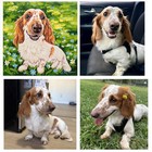 Custom Pet Portrait From Your Photo Hand-painted Cat Or Dog Artwork Personalized