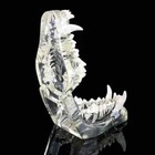 Dog Teeth Pet Dental Model Transparent Anatomical Veterinary Canine Teaching