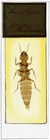 Antique Microscope Slide By Hancock - Rove Beetle