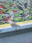 Vintage Victory Bird Watching Wood Play Tray Puzzle G j  Hayter England Bw3
