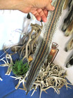 Garter Snake Skin Garden Snake Hide Dry Tanned Wrap Pen Blanks 40 In  B5