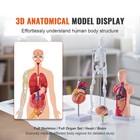 Uimoso Human Anatomy Models Bundle Teaching Set Brain torso Body heart skeleton