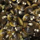 3 To 500 Live Freshwater Clams For Aquarium Or Koi Pond Water Filter Wild Caught