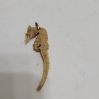 Vintage 2    Real Natural Dried Seahorse Hippocampus Erectus Skeleton 
