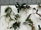 Buce 30   Assorted Rhizomes Unlabeled best Deal On Ebay    Rare Aquarium Plants