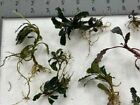 Bucephalandra  buce  15   Assorted Rhizomes Unlabeled