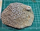 Huge Petoskey Stone - Michigan - Unpolished - Hexagonaria - Rugose Coral