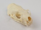 Real American Mink Skull - Neogale Vison - American Sourced