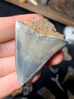 Beautiful Camo Nc Fossil Great White Shark Tooth Fossils Sharks Teeth Ocean