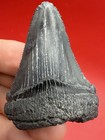 Sharply Serrated Megalodon Ancestor Shark Tooth 2 44    No Repair Or Restoration