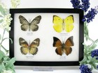 4 Beautiful Butterfly Butterflies In Showcase  Framed - Real - Taxidermy A_4q_11