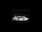G14 Crab Taxidermy Enoplolambrus Valida In Glass Box Dome