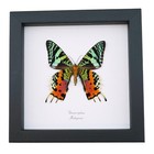 Real Framed Sunset Moth Urania Rhipheus Taxidermy Display