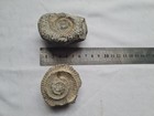 2 X Old Fossils