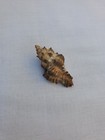 Murex Florifer 54 Mm Sea Shell