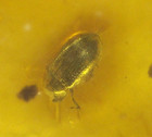 Beautiful Armored Beetle In Dominican Amber Fossil From Los Cacaos Mines