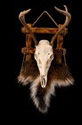 Whitetail Deer Taxidermy European Mount Display  Including Hide