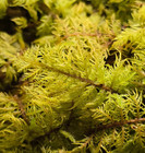 Thuidium Delicatulum  Fern Moss  Live Fresh Sheet Moss