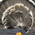 Real Wild Turkey Tail Feathers Plume Art Fan Bustle Fly Tying Craft Mount Voodoo