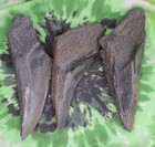 Megalodon Sharks Teeth 3 No Restorations Fossil Sharks Teeth Tooth