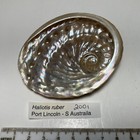 Haliotis Ruber   Australia   Great Shape  80 Mm 