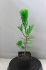 Japanese Black Pine  mikawa  Pre-bonsai   4  Pot  Ready To Train Into Many Style