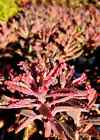 15  Kalanchoe Pink Butterflies Pink Mother Of Thousands Rare Succulent Seeds