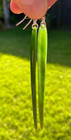 Omni Caeon 4    Nz M  ori Kahurangi Pounamu Greenstone Jade Cloak Pin Earrings