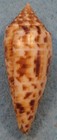 Conus Pretiosus 47mm Bay Of Bengal