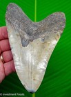 Megalodon Shark Tooth  5 57    Real Fossil Xl Big  - No Restorations