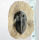 Large Moroccan Trilobite Fossil On Matrix  3  Display Specimen Devonian