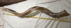 Vintage Large 33-37  Shofar Kudo Horn From Jerusalem Made In Israel