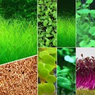 5g Aquarium Plant Seeds Fish Tank Aquatic Water Grass Foreground Easy Plants Lot