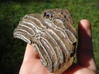 Extinct Megafauna Mammal Tooth Florida Fossils Ice Age Jaw Bones Skull Fl   