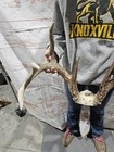 Wild 10 Point Whitetail Deer Antler Rack Horn Skull Plate Mount Dark 144  Drop