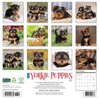 Willow Creek Press   Just Yorkie Puppies 2026 Wall Calendar  12   X 12    18-mon
