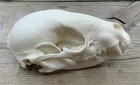 Raccoon Skull Authentic Montana Raccoon Skull