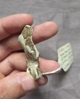 Rare Fossil Galena Spinosa Crab From Queensland Australia Arthropod Crustacean 