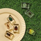 12 Pcs Insect In Resin Specimen Various Bugs Collection Paperweights Bug Kit