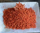 Antique Venetian 1800s Coral Shades Glass Seed Beads   African Trade  15bpi  7g