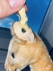 1950   s Steiff 10    Mohair Deer Fawn W button   Yellow Tag Made Germany German Toy
