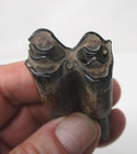 Extinct Prehistoric Pleistocene Fossil Camel Tooth Heihe City China
