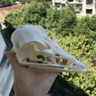 1 Pc Real Ostrich Skulls Animal Bones Specimens Animal Taxidermy Special Gift
