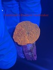 3 Mushroom Coral Pack Jawbreaker Mushroom Eclectus Mushroom Lps Soft Coral Frag