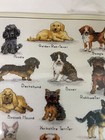 Dimensions Crafts Dog Sampler  Counted Cross Stitch Kit Dog Breeds Bulldog Boxer